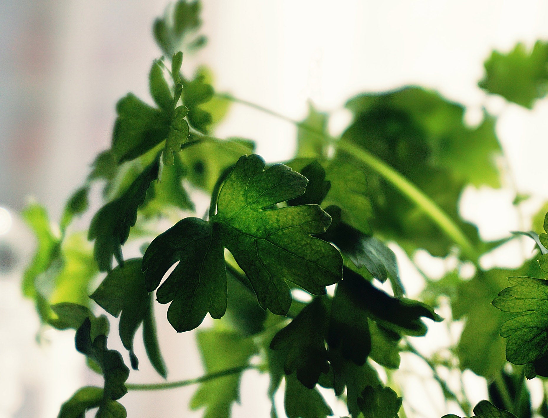 8 avantages surprenants de la coriandre pour la santé