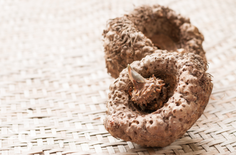 Tout sur le Konjac (mais vraiment tout !)
