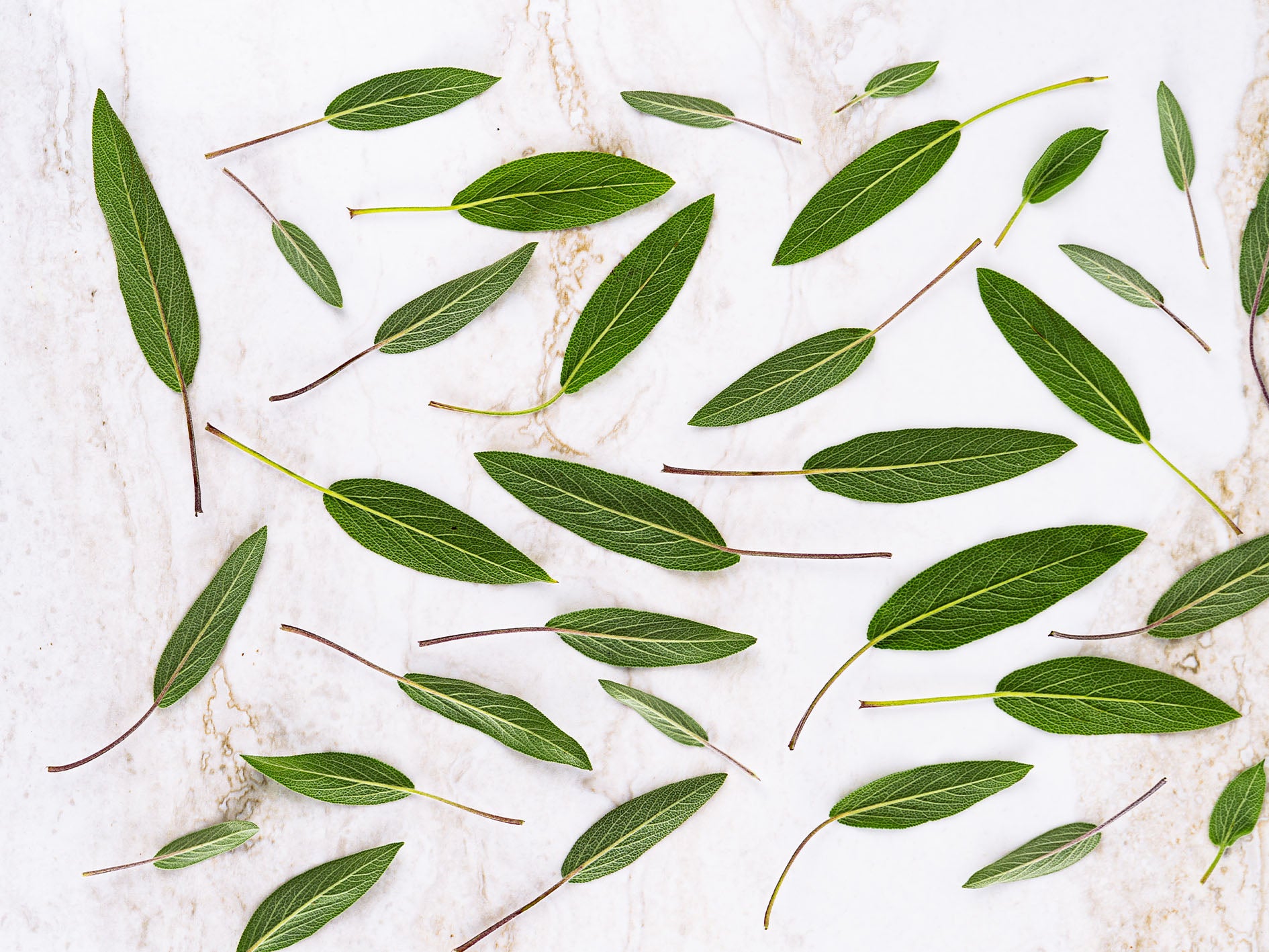 12 avantages de la sauge pour la santé