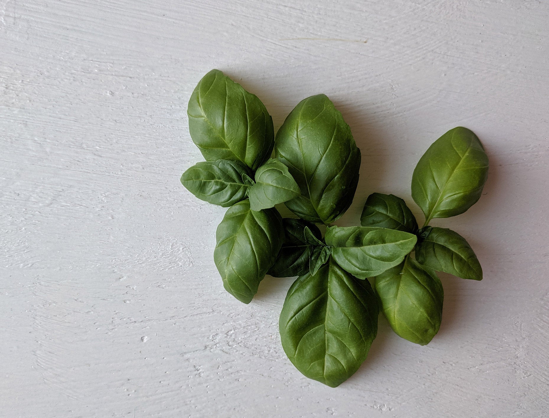 Le basilic : nutrition, bienfaits pour la santé, utilisations et plus encore