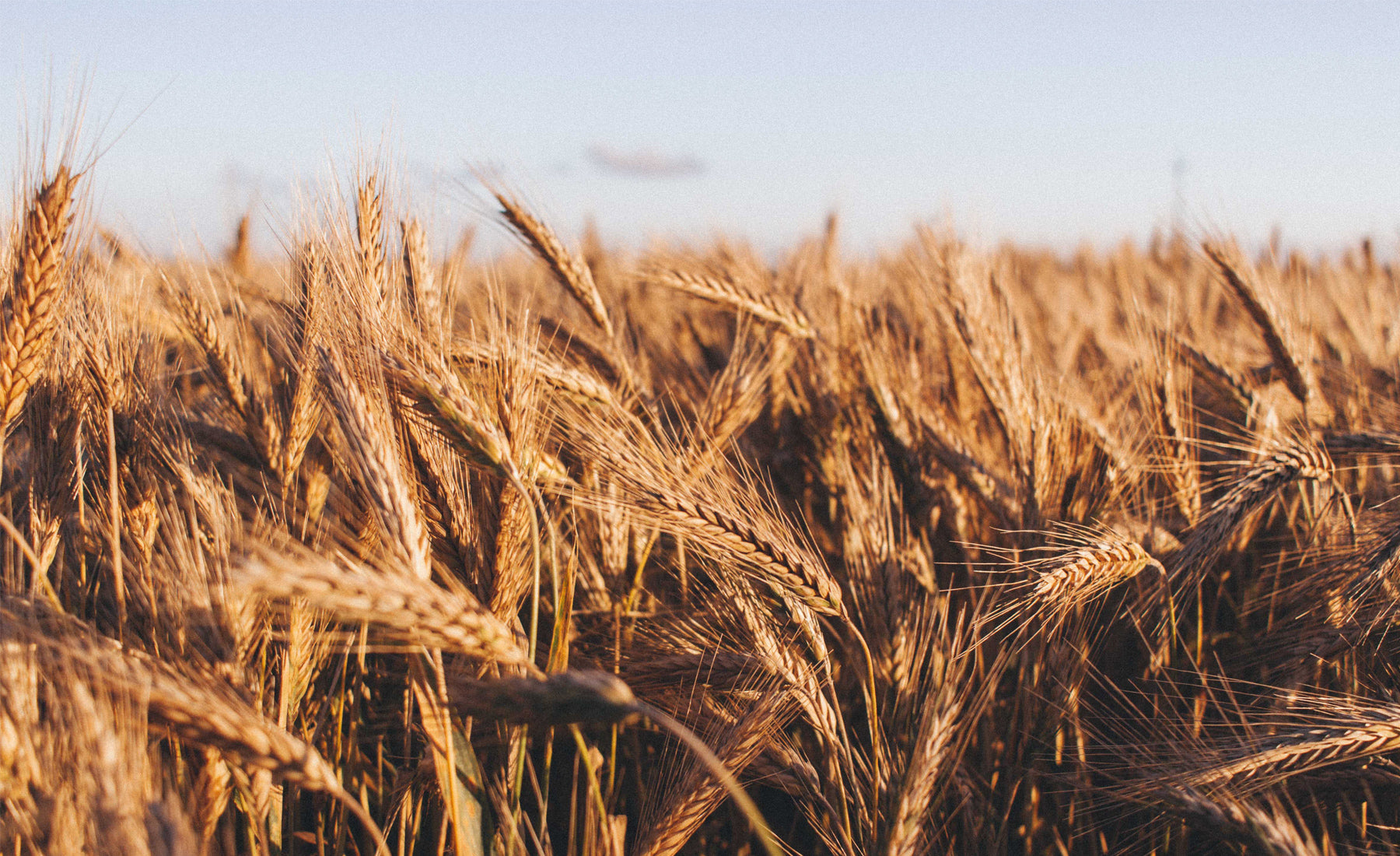 La maladie coeliaque : plus que l'intolérance au gluten