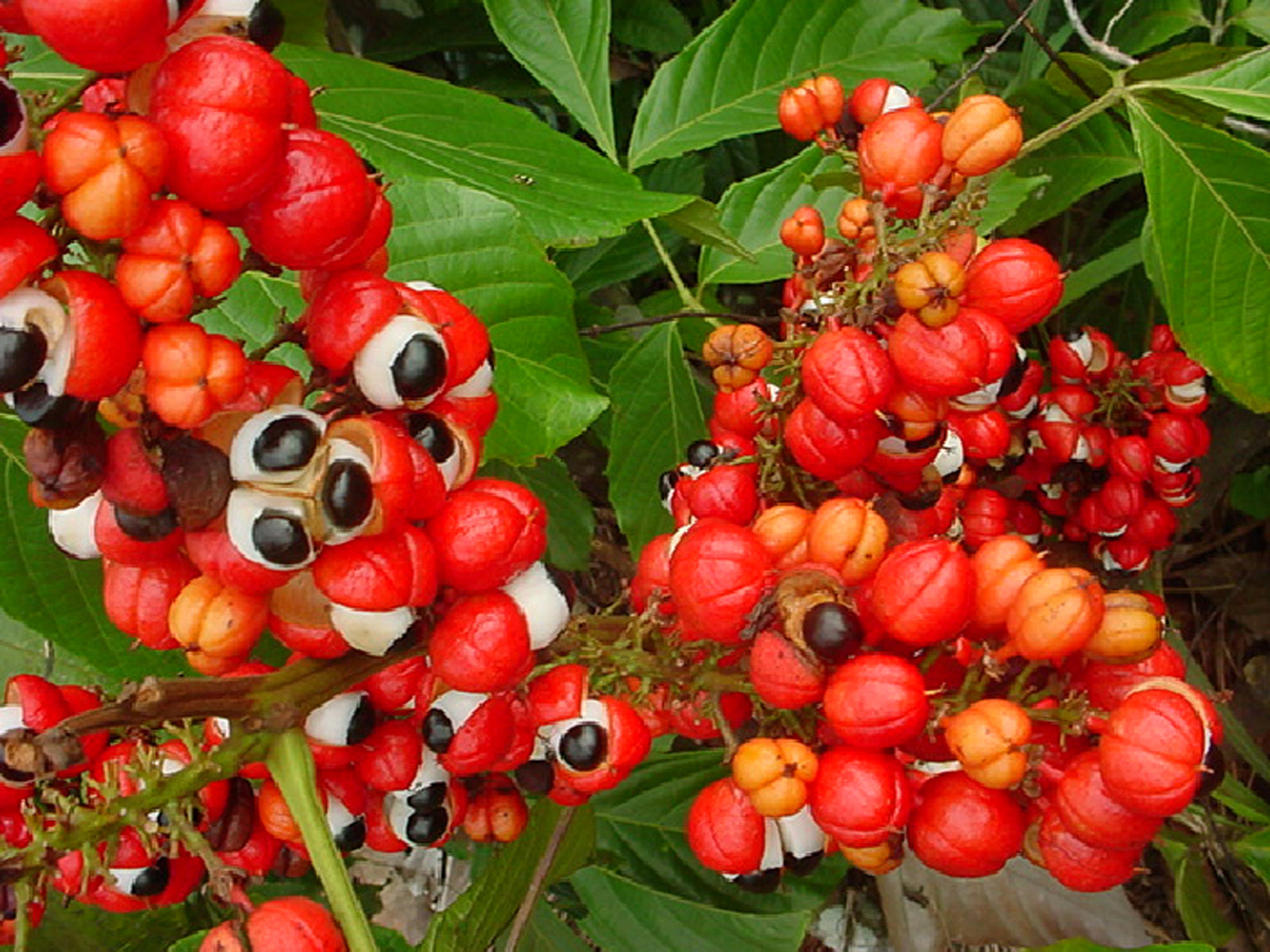12 bienfaits du guarana (et ses effets secondaires)