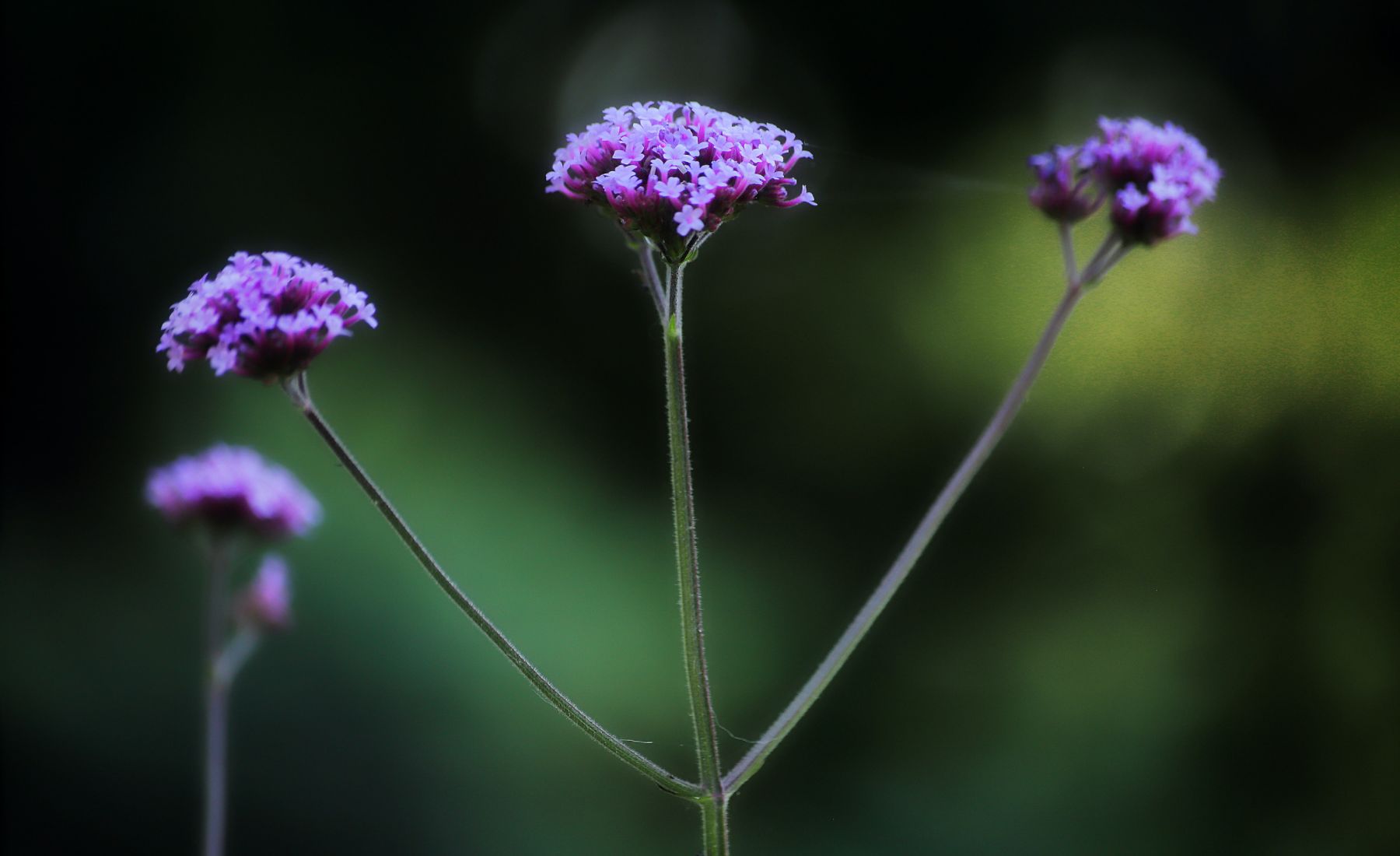 Qu'est-ce que la verveine ? Tout ce que vous devez savoir