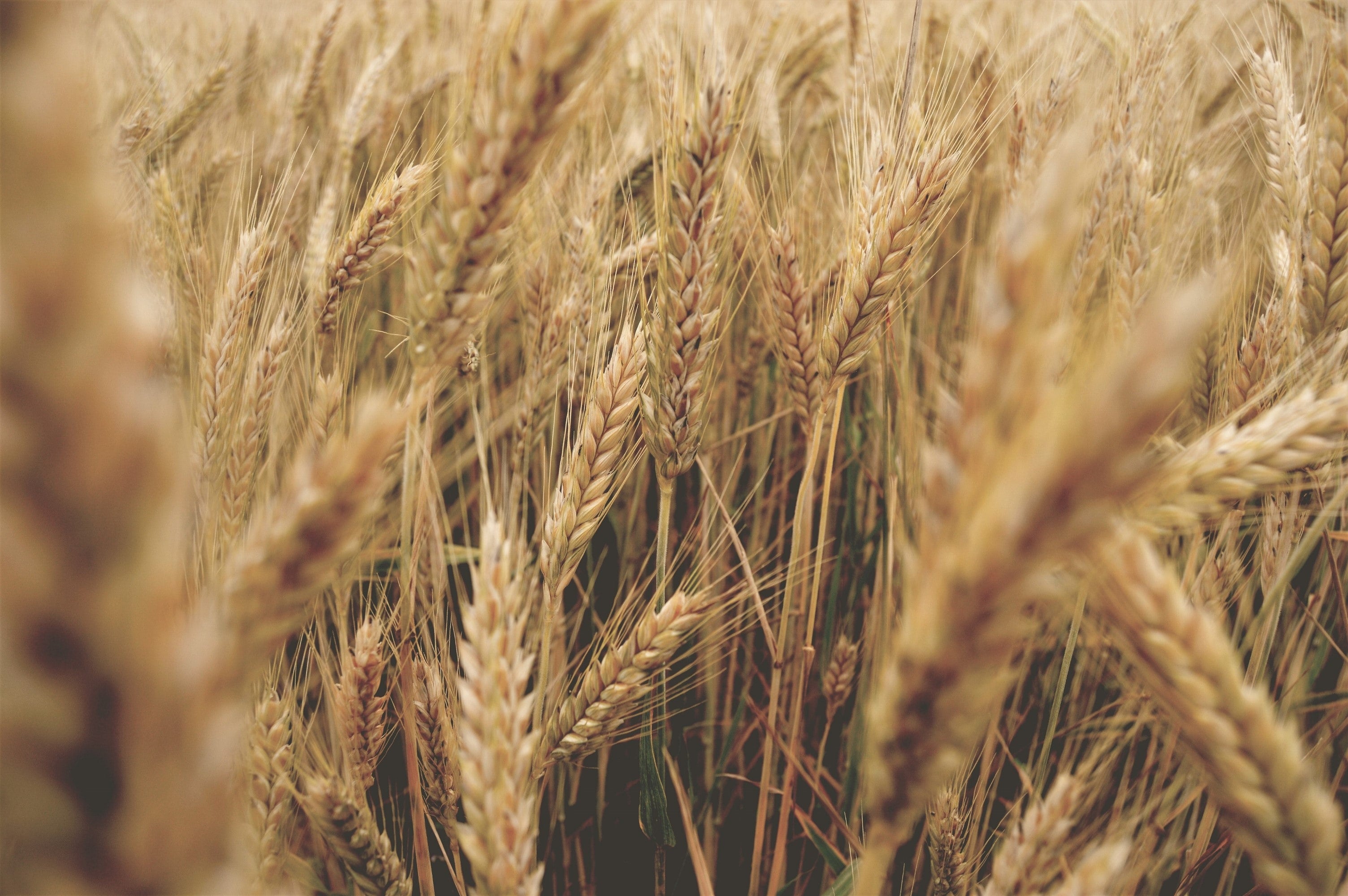 Comment réduire la présence d'anti-nutriments dans les aliments ?