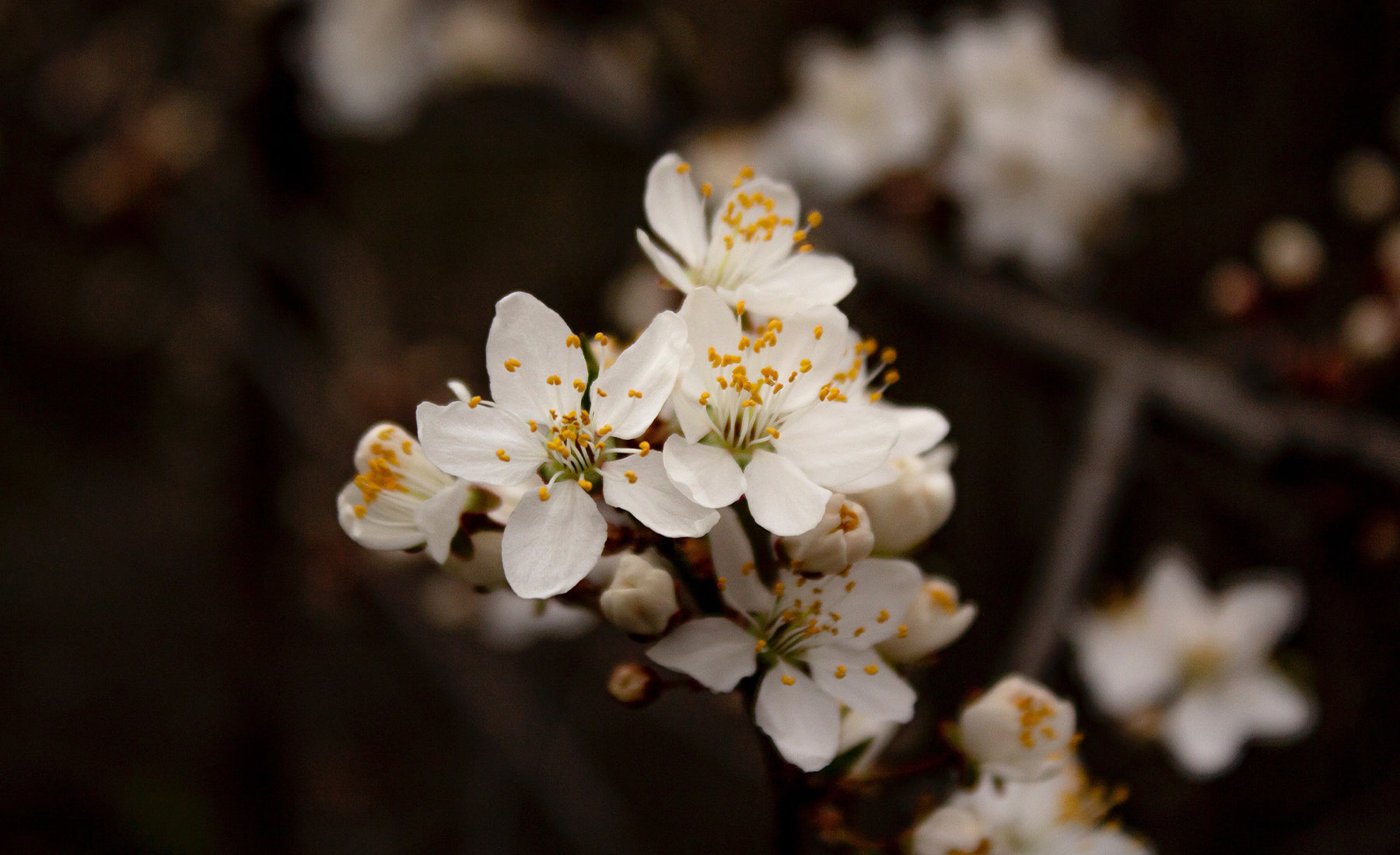 8 bienfaits surprenants du thé au tilleul