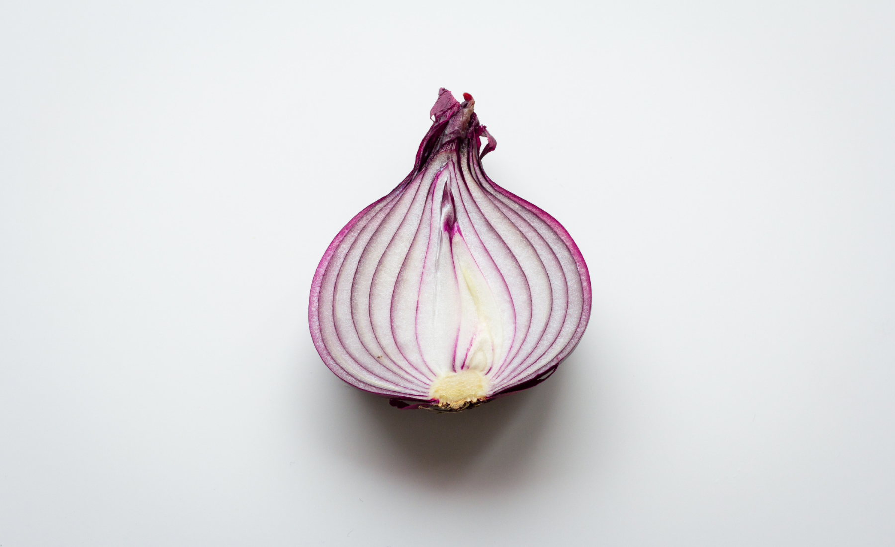 Tout sur l'oignon
