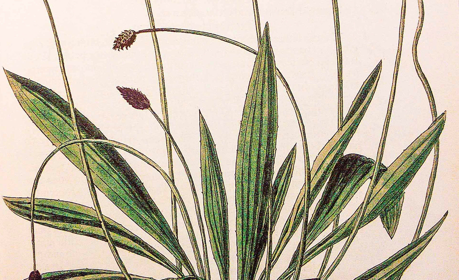 Qu'est-ce que le plantain et comment l'utiliser ?