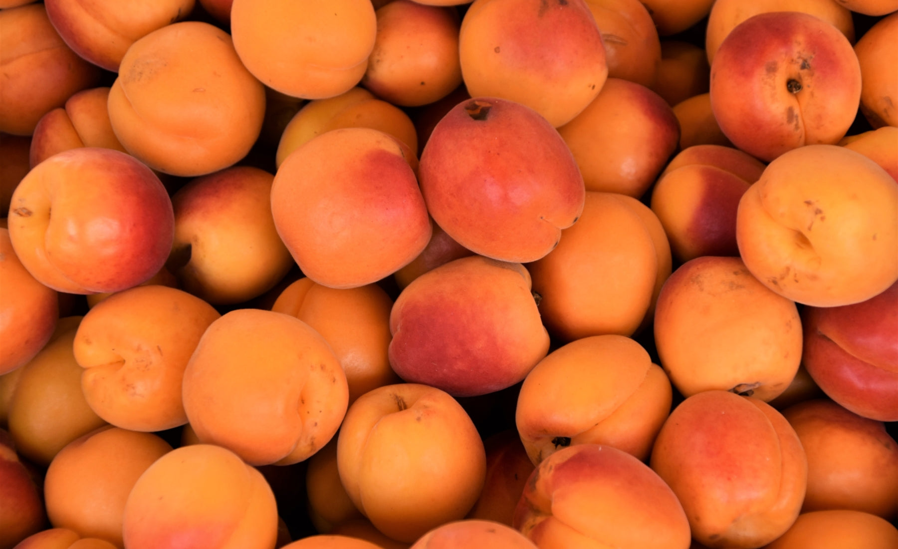 9 avantages des abricots pour la santé et la nutrition